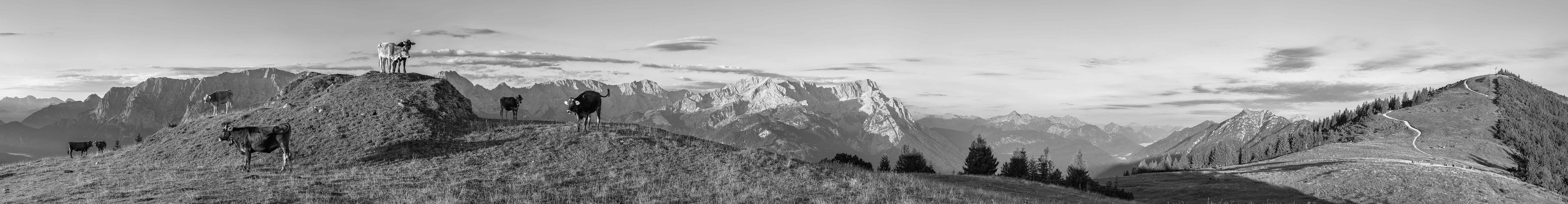 Schwarz-weiß: Bergpanorama am Wank mit Blick auf Alpspitze, Zugspitze, Waxenstein und Kramerspitz. Auf der Almwiese genießen die Kälber die ersten Sonnenstrahlen.