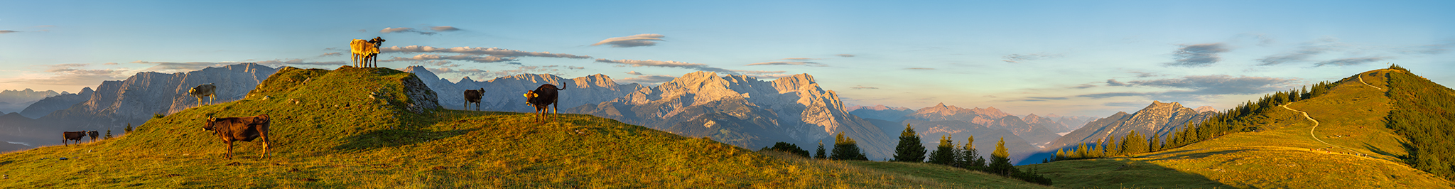 Bergpanorama am Wank mit Blick auf Alpspitze, Zugspitze, Waxenstein und Kramerspitz. Auf der Almwiese genießen die Kälber die ersten Sonnenstrahlen.